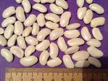 Wholesale beans produced in Kyrgyzstan - фото 2