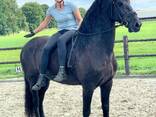 Horse needs a home - foto 2