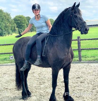Friendly friesien horse need a new home