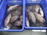 Frozen Black Tilapia Fish - foto 3