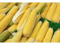 High Quality Yellow Corn Yellow corn/corn for animal feed/yellow corn for poultry feed