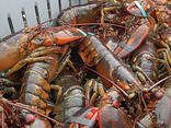 Lobsters - foto 1