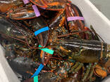 Lobsters - foto 2