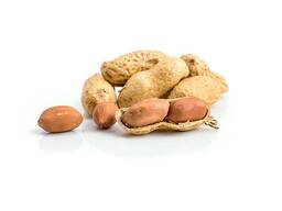 Peanut raw organic peanuts ground nut in shell roasted peanut