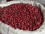 Quality White and Red Beans - photo 1