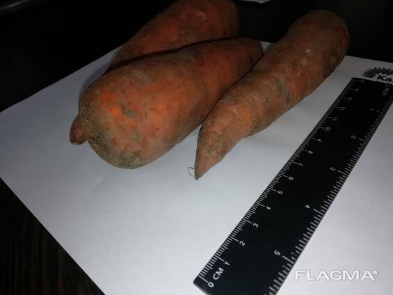 Venderé zanahorias al por mayor Kazajstán